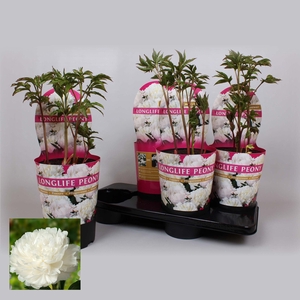 Paeonia 21CM C4 Wit Longlife Exclusive