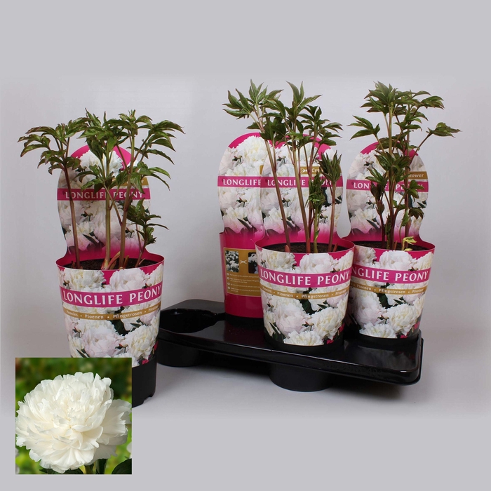 <h4>Paeonia 21CM C4 Wit Longlife Exclusive</h4>