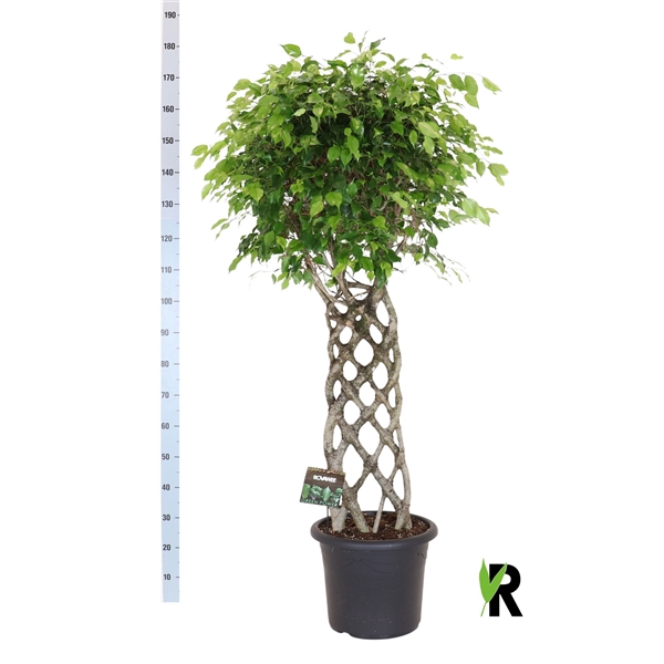 <h4>Ficus benj. Exotica gevlochten mat</h4>