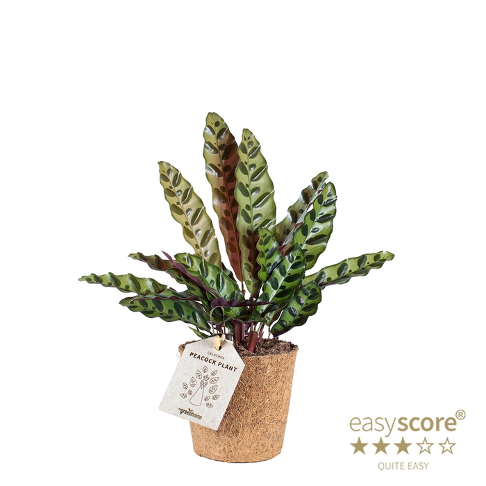 CALATHEA SPECIES P11 INSIG COCOZ