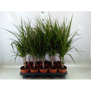 Dracaena marg.