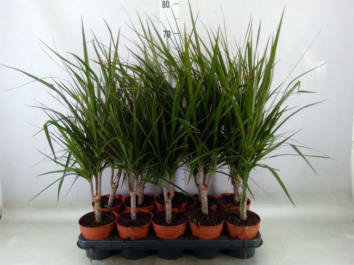 <h4>Dracaena marg.</h4>