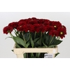 Dahlia Red Fox