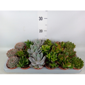 Succulents   ...