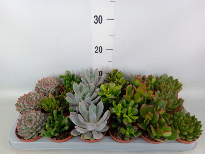 <h4>Succulents   ...</h4>