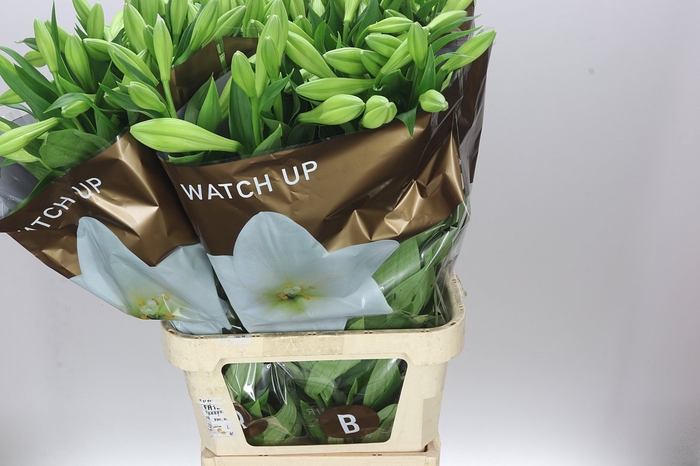 <h4>Lil Lf Watch Up 3+</h4>