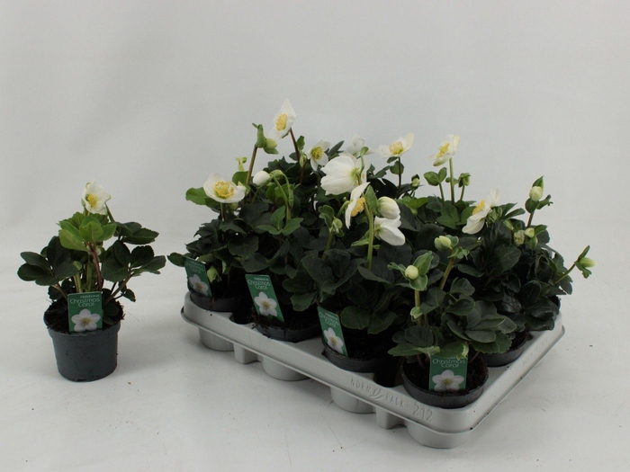 <h4>Helleborus Christmas Carol L 9CM</h4>