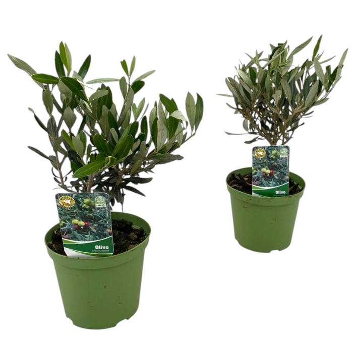 <h4>OLEA EUROPAEA</h4>