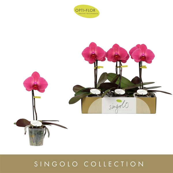 <h4>Singolo Hida</h4>