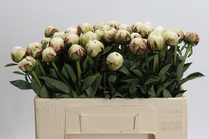 <h4>Paeonia Odile</h4>