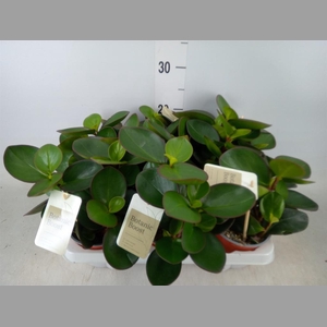 Peperomia clusiifolia 'Red Margin'