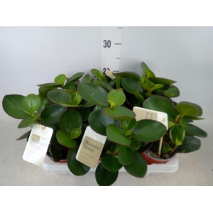 Peperomia clusiifolia 'Red Margin'
