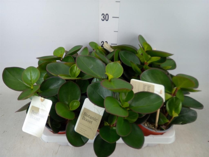 <h4>Peperomia clusiifolia 'Red Margin'</h4>