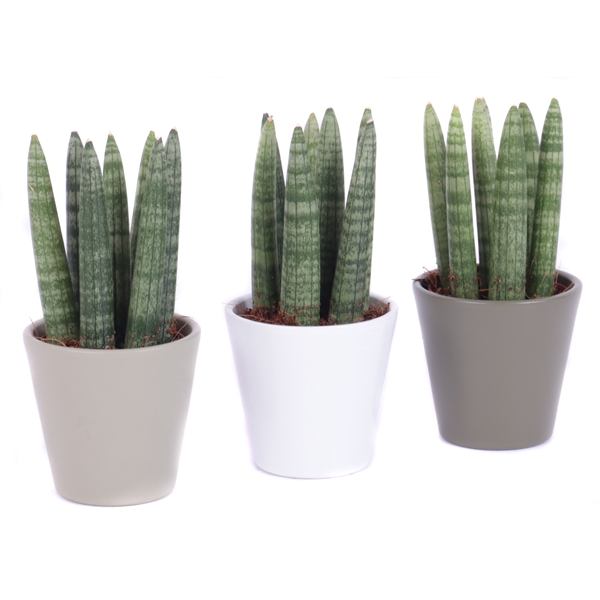 <h4>Sansevieria 8,5 cm cylindrica spike in konische pot</h4>