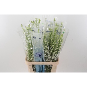 Delph Du C Wh Shades