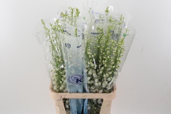 <h4>Delph Du C Wh Shades</h4>