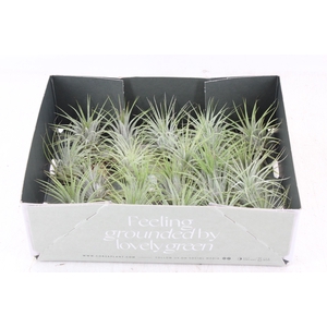 arr3 CP - Till. - Ionantha groen x20