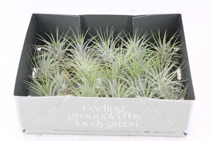 <h4>arr3 CP - Till. - Ionantha groen x20</h4>