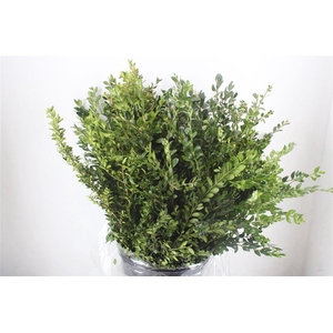 Buxus semp.   .../bos