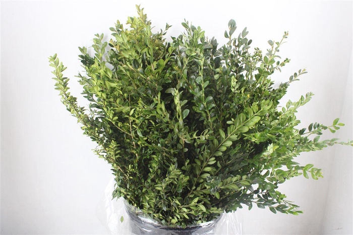 <h4>Buxus semp.   .../bos</h4>