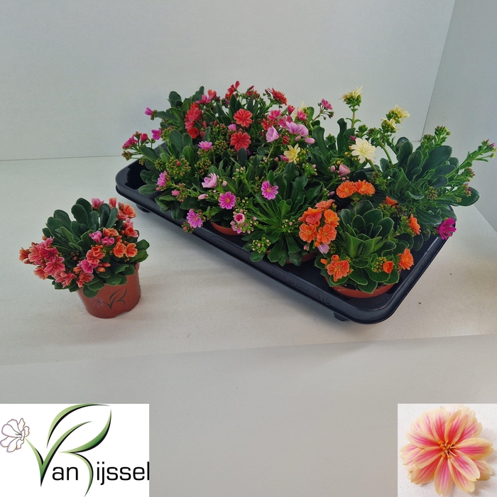 <h4>LEWI MOU DREAMS GEM</h4>