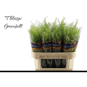 LEP RU GREEN BELL