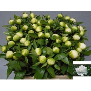 PAEO L DUCHES D NEMO