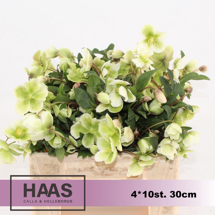 <h4>HELLEB MAGNIF BELLS 4 x 10 st</h4>