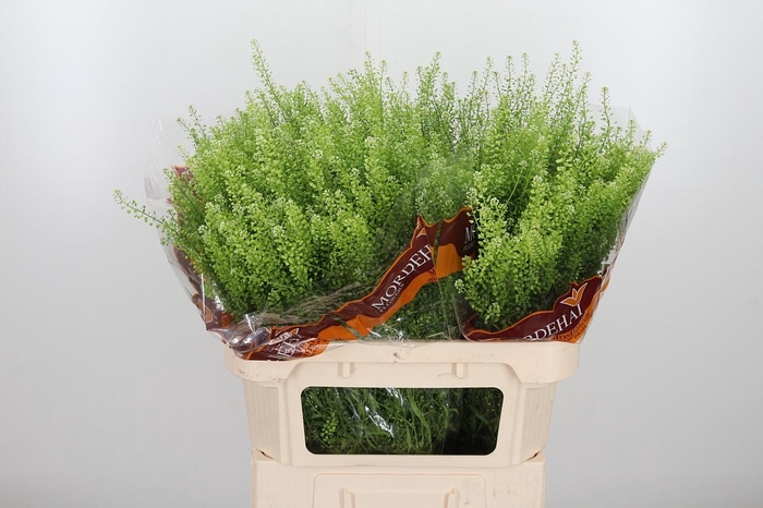 <h4>Lepidium Green Bell</h4>