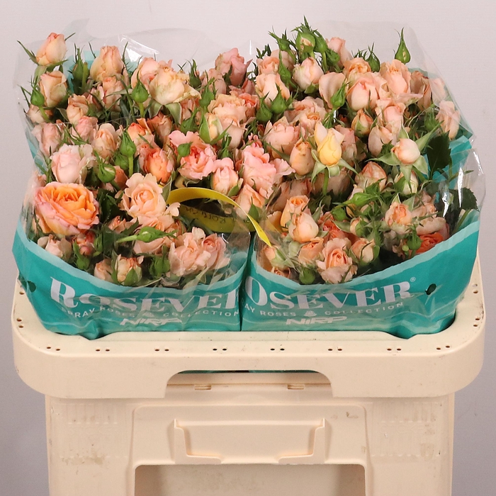 <h4>R TR VANITY ROSEVER</h4>