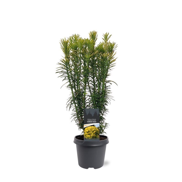 Cephalotaxus harringtonii