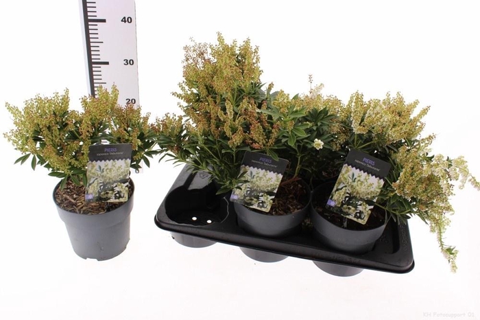 <h4>PIERIS JA DEBUTANTE</h4>