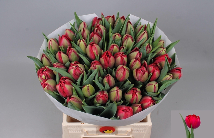 <h4>TU DU HATTRICK</h4>