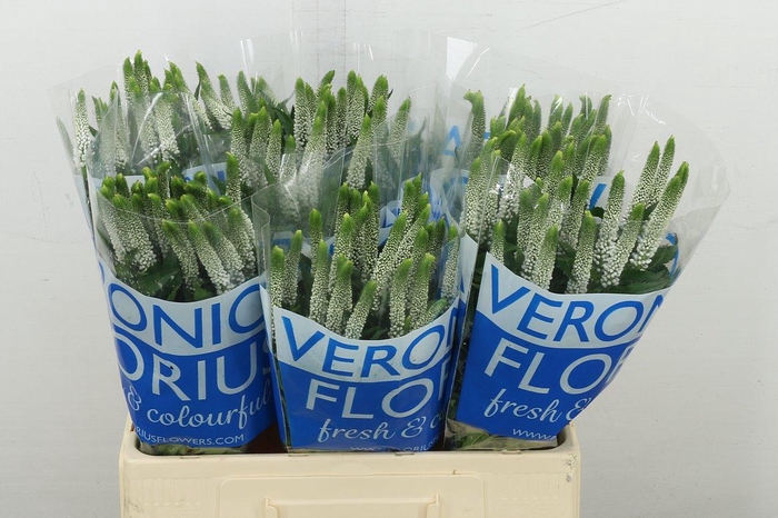 <h4>Veron Smart Luna</h4>