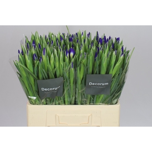 Iris Blue Magic