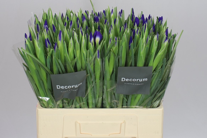 <h4>Iris Blue Magic</h4>