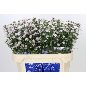 Aster Claudia