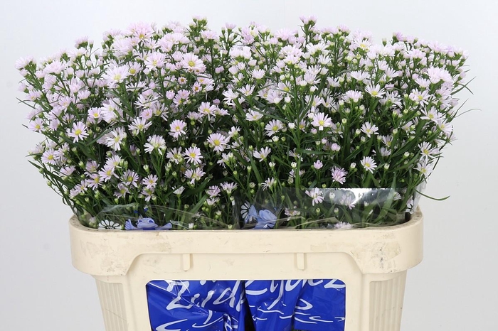 <h4>Aster Claudia</h4>