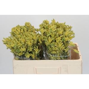 Anigozanthos Cape Aurora