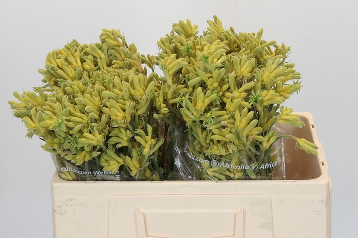 <h4>Anigozanthos Cape Aurora</h4>