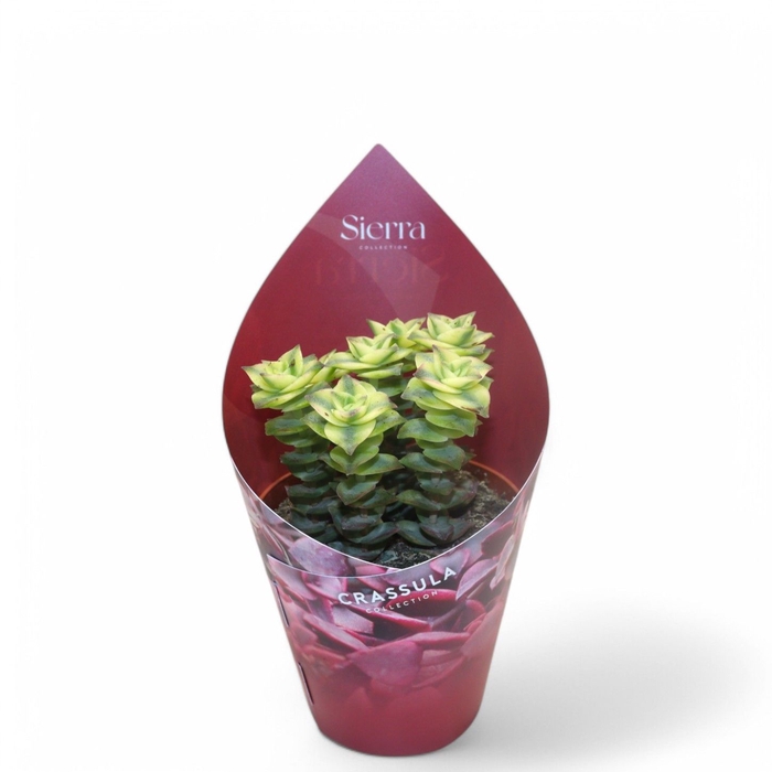 <h4>Sierra's - Crassula Perforata Variagata Sierra Collection</h4>