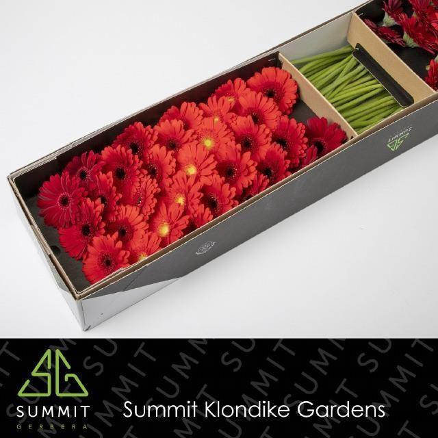 <h4>Germini Mix Dream Red Doos</h4>
