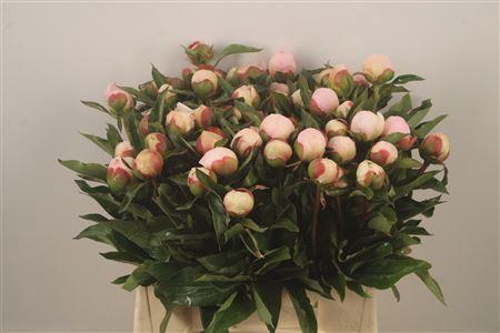 <h4>Paeo L Pecher Ex</h4>