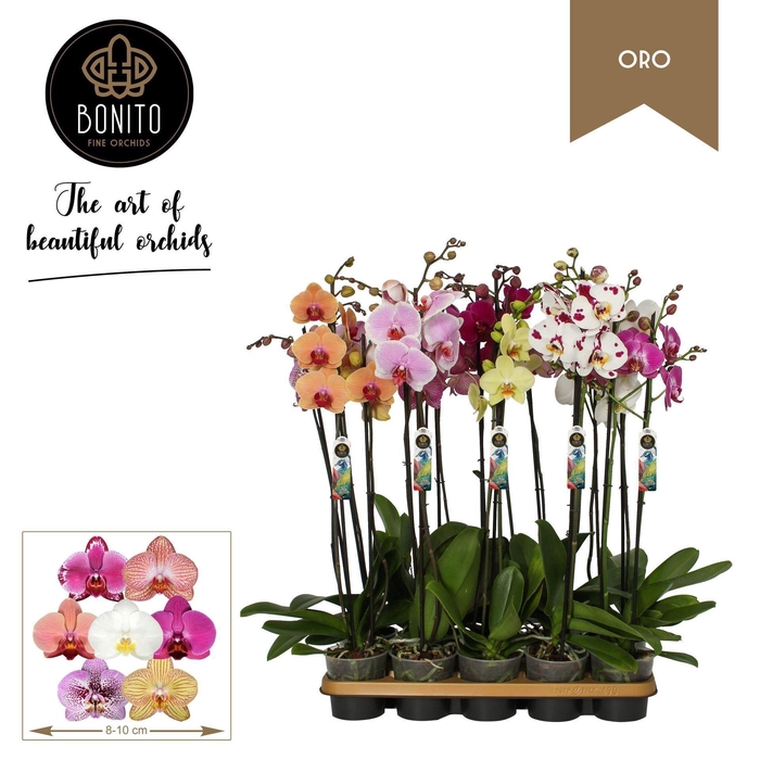 <h4>Phalaenopsis gemengd 8 kl</h4>