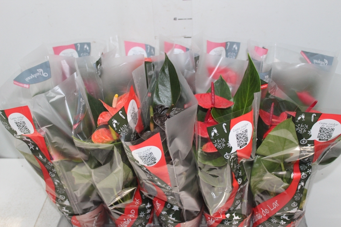 <h4>ANTHURIUM VARIADO P12</h4>