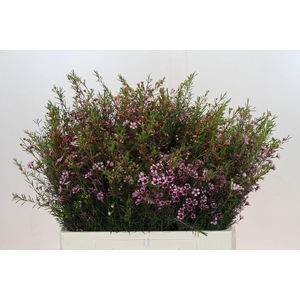 Chamelaucium Early Nir