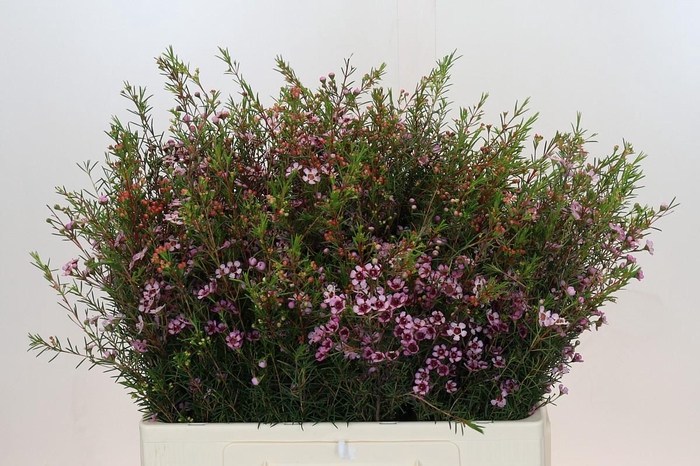 <h4>Chamelaucium Early Nir</h4>