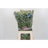 Oxypetalum Tweedia Blue