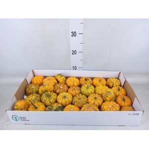 Cucurbita