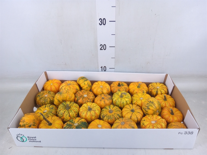 <h4>Cucurbita</h4>